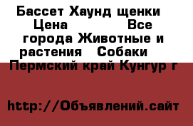 Бассет Хаунд щенки › Цена ­ 20 000 - Все города Животные и растения » Собаки   . Пермский край,Кунгур г.